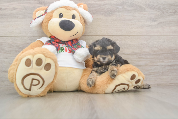 Little Yorkie Poodle Mix Poodle Mix Puppy