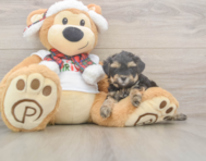 9 week old Yorkie Poo Puppy For Sale - Windy City Pups