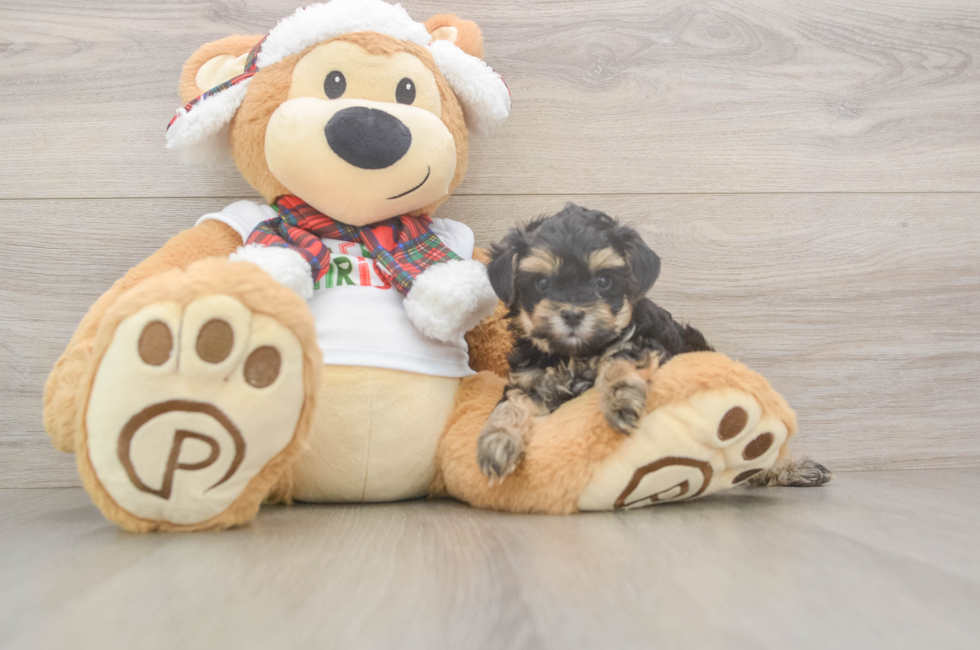 5 week old Yorkie Poo Puppy For Sale - Windy City Pups