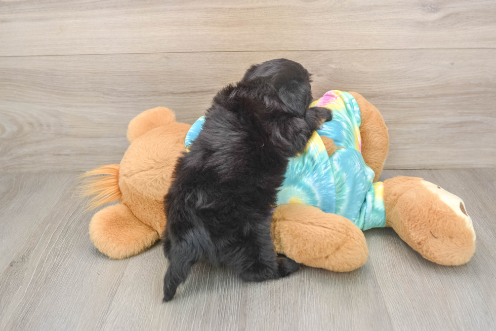 Happy Yorkie Poo Baby