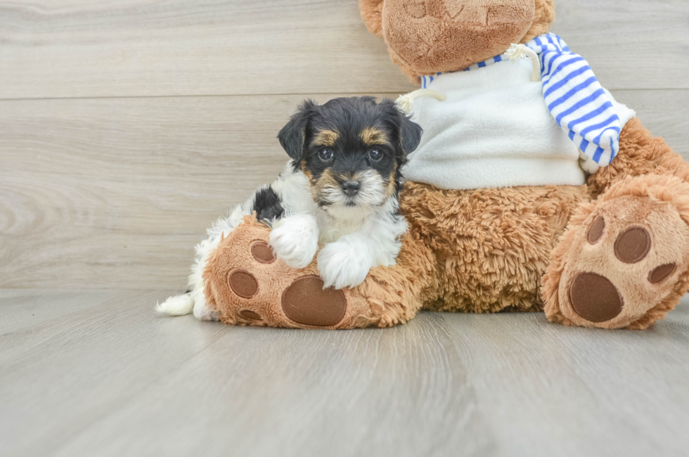 6 week old Yorkie Poo Puppy For Sale - Windy City Pups