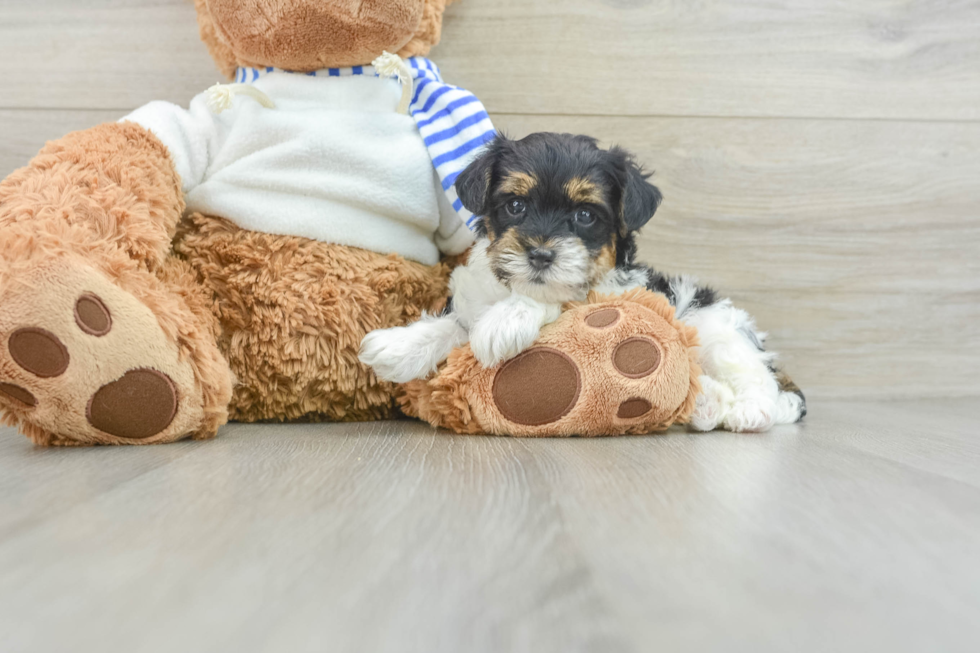 Yorkie Poo Puppy for Adoption