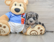 6 week old Yorkie Poo Puppy For Sale - Windy City Pups