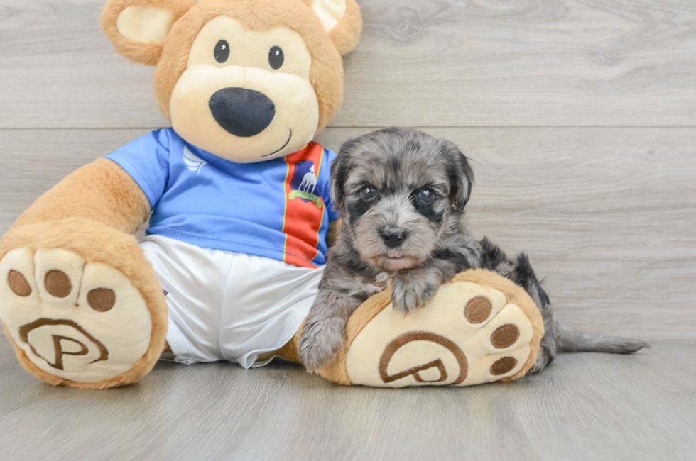 5 week old Yorkie Poo Puppy For Sale - Windy City Pups