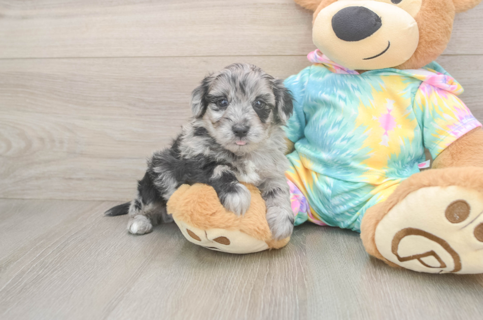 5 week old Yorkie Poo Puppy For Sale - Windy City Pups