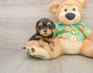 7 week old Yorkie Poo Puppy For Sale - Windy City Pups