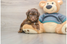 Yorkie Poo Pup Being Cute