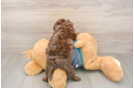 Friendly Yorkie Poo Baby