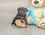7 week old Yorkie Poo Puppy For Sale - Windy City Pups
