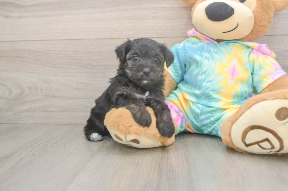 5 week old Yorkie Poo Puppy For Sale - Windy City Pups