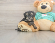 6 week old Yorkie Poo Puppy For Sale - Windy City Pups