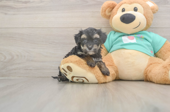 5 week old Yorkie Poo Puppy For Sale - Windy City Pups Best Yorkie Poo Baby