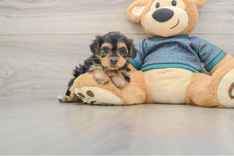 Adorable Yorkiedoodle Poodle Mix Puppy