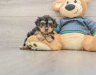 8 week old Yorkie Poo Puppy For Sale - Windy City Pups