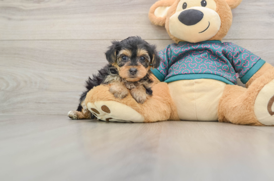 Adorable Yorkiedoodle Poodle Mix Puppy