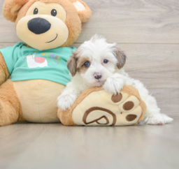 6 week old Yorkie Poo Puppy For Sale - Windy City Pups