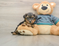 8 week old Yorkie Poo Puppy For Sale - Windy City Pups