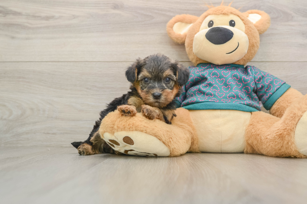 Happy Yorkie Poo Baby