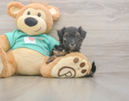 9 week old Yorkie Poo Puppy For Sale - Windy City Pups