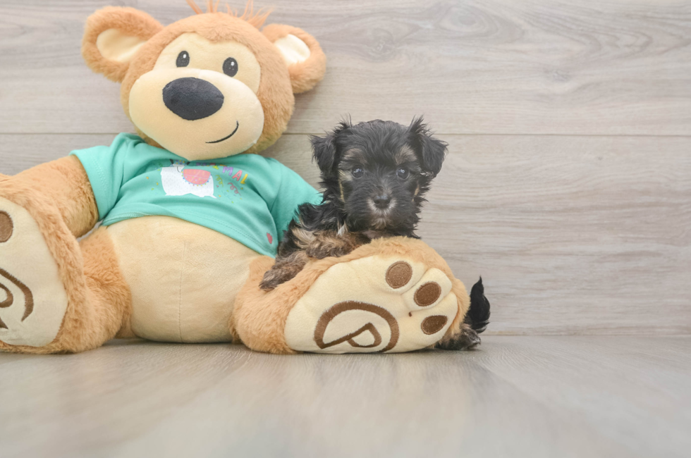 5 week old Yorkie Poo Puppy For Sale - Windy City Pups