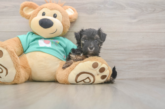5 week old Yorkie Poo Puppy For Sale - Windy City Pups Little Yorkie Poodle Mix Poodle Mix Puppy