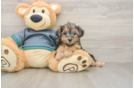 Yorkie Poo Puppy for Adoption