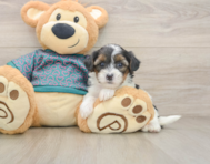 8 week old Yorkie Poo Puppy For Sale - Windy City Pups