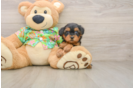 Little Yorkie Poodle Mix Poodle Mix Puppy
