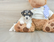 7 week old Yorkie Poo Puppy For Sale - Windy City Pups