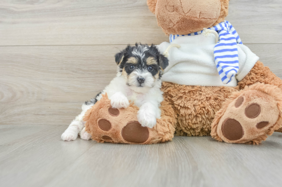 6 week old Yorkie Poo Puppy For Sale - Windy City Pups