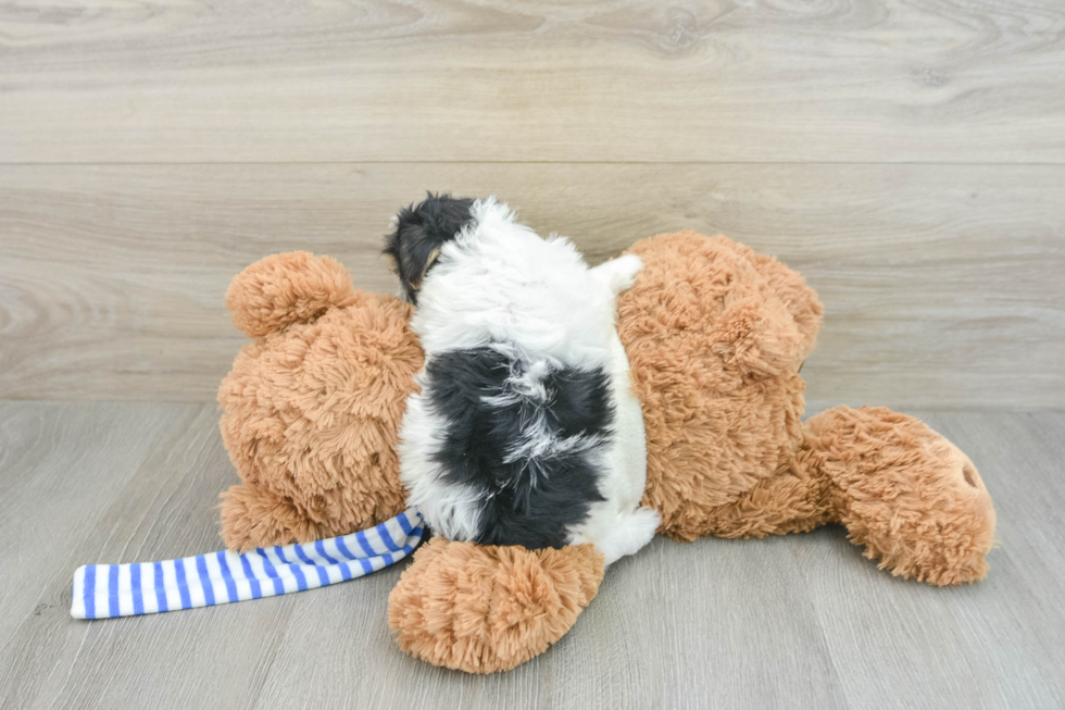 Yorkie Poo Pup Being Cute