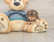 7 week old Yorkie Poo Puppy For Sale - Windy City Pups