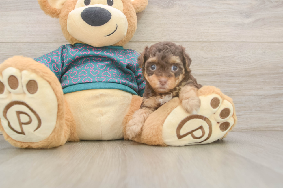 5 week old Yorkie Poo Puppy For Sale - Windy City Pups