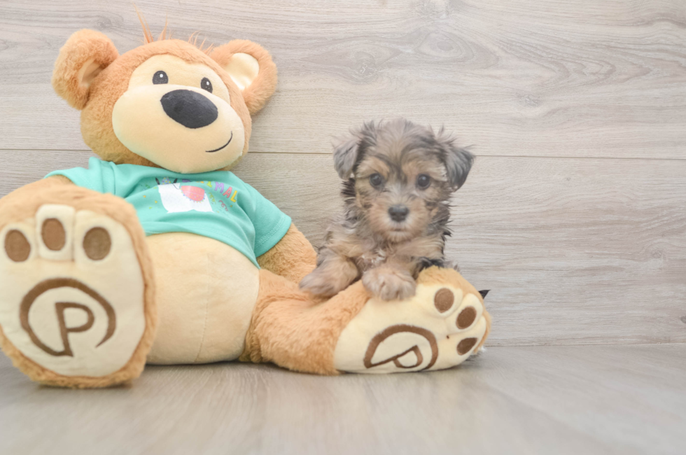 5 week old Yorkie Poo Puppy For Sale - Windy City Pups