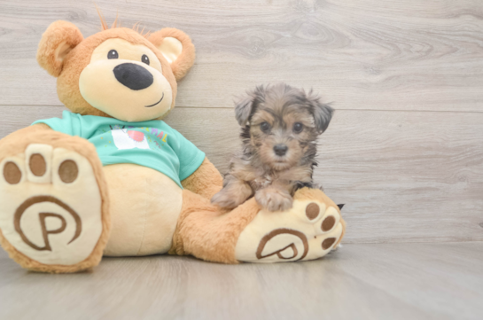 5 week old Yorkie Poo Puppy For Sale - Windy City Pups Best Yorkie Poo Baby