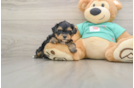 Yorkie Poo Pup Being Cute