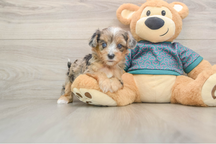 Happy Yorkie Poo Baby