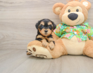 8 week old Yorkie Poo Puppy For Sale - Windy City Pups