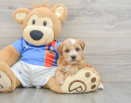 7 week old Yorkie Poo Puppy For Sale - Windy City Pups