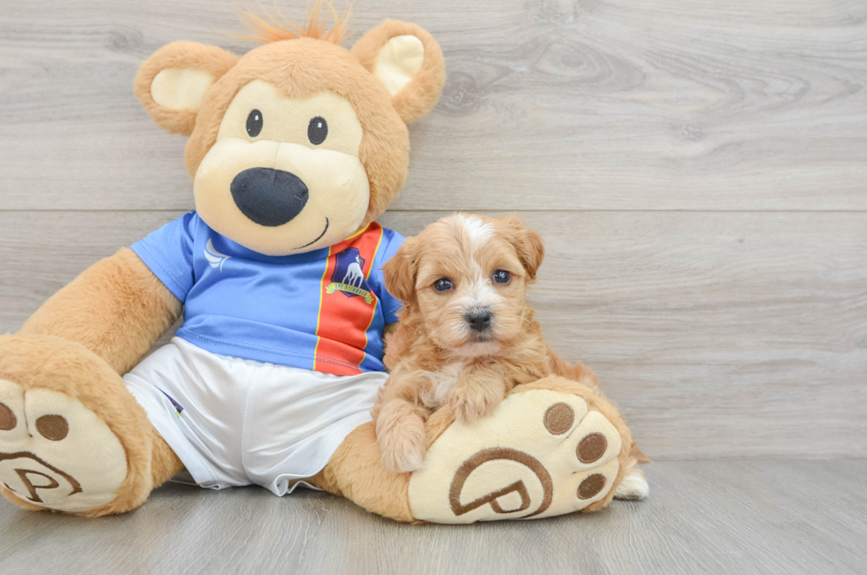 5 week old Yorkie Poo Puppy For Sale - Windy City Pups