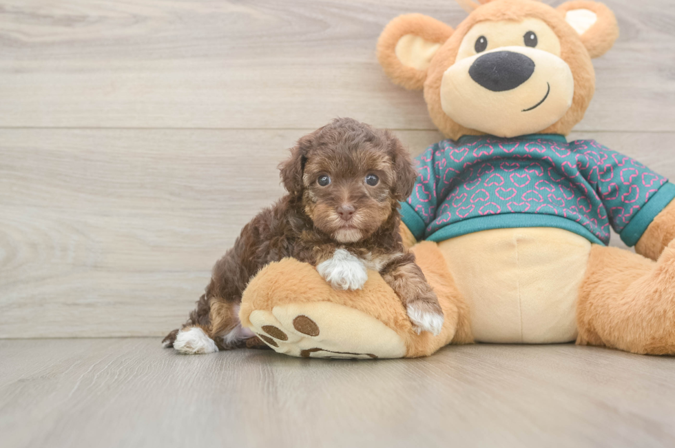5 week old Yorkie Poo Puppy For Sale - Windy City Pups