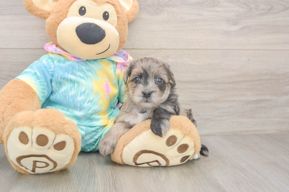 5 week old Yorkie Poo Puppy For Sale - Windy City Pups
