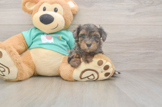 5 week old Yorkie Poo Puppy For Sale - Windy City Pups Small Yorkie Poo Baby