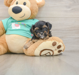 6 week old Yorkie Poo Puppy For Sale - Windy City Pups