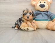 8 week old Yorkie Poo Puppy For Sale - Windy City Pups