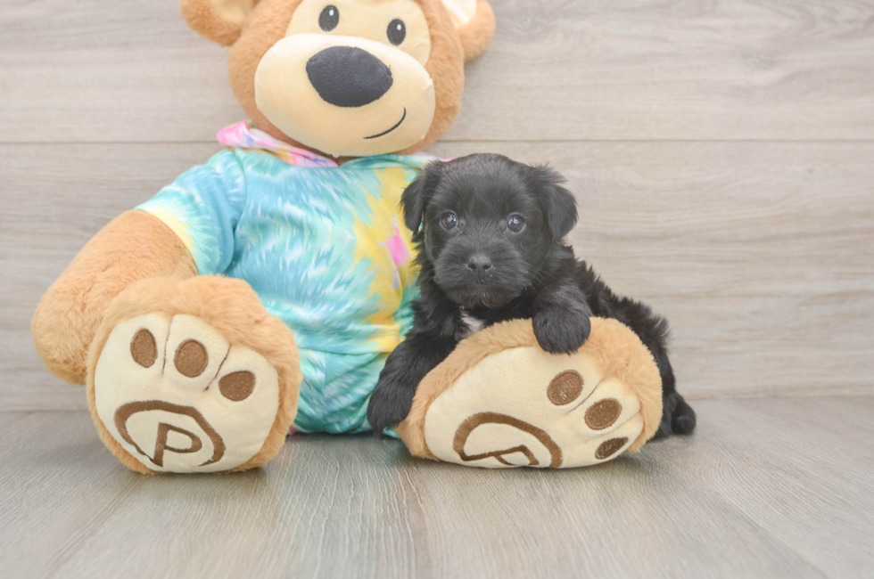 5 week old Yorkie Poo Puppy For Sale - Windy City Pups