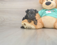 6 week old Yorkie Poo Puppy For Sale - Windy City Pups