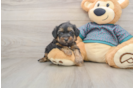 Yorkie Poo Puppy for Adoption