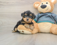 8 week old Yorkie Poo Puppy For Sale - Windy City Pups