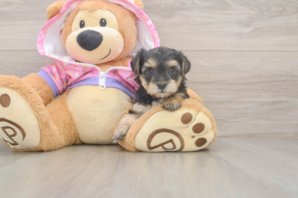 5 week old Yorkie Poo Puppy For Sale - Windy City Pups